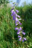 Campanula bononiensis