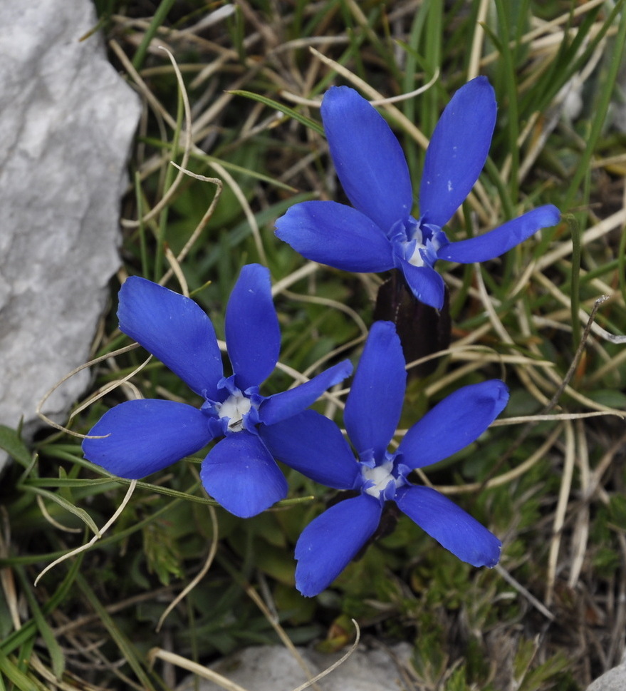 Image of Gentiana verna ssp. balcanica specimen.