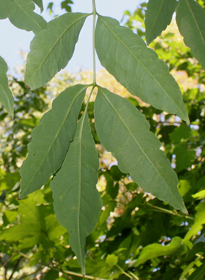 Изображение особи Phellodendron sachalinense.