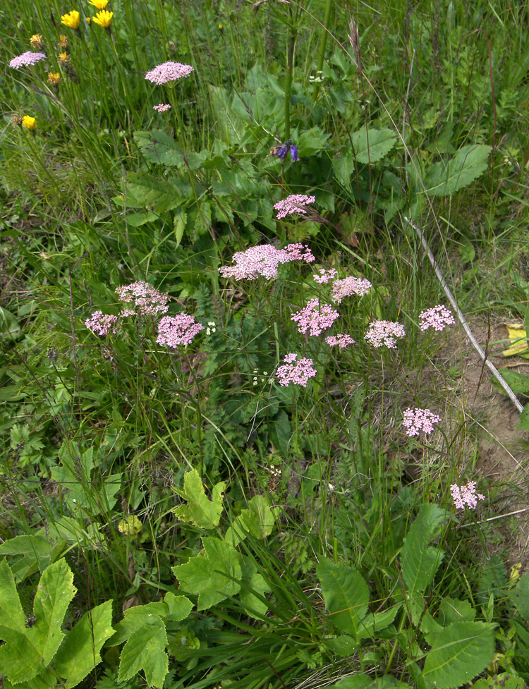 Изображение особи Pimpinella rhodantha.