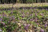 Corydalis solida. Аспект цветущих растений. Ленинградская обл., Кингисеппский р-н, окр. оз. Глубокое. 02.05.2009.