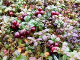 Vaccinium vitis-idaea разновидность minus. Плодоносящее растение (плоды вишневой цветовой абберации). Кольский полуостров, берег губы Грязная Кольского залива. 16.09.2007.