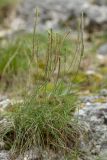 Plantago subulata