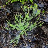 Diarthron linifolium