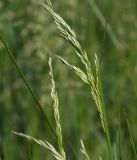 Festuca arundinacea