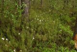 Ledum palustre. Заросль цветущих растений. Новгородская обл., Боровичский р-н, сосновый лес западнее г. Боровичи. 31.05.2015.