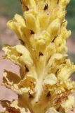 Orobanche sordida