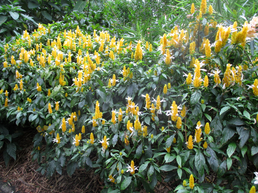 Изображение особи Pachystachys lutea.