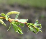 genus Salix