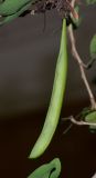 Calliandra разновидность emarginata