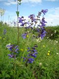 Salvia pratensis