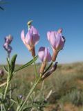 Astragalus brachypus