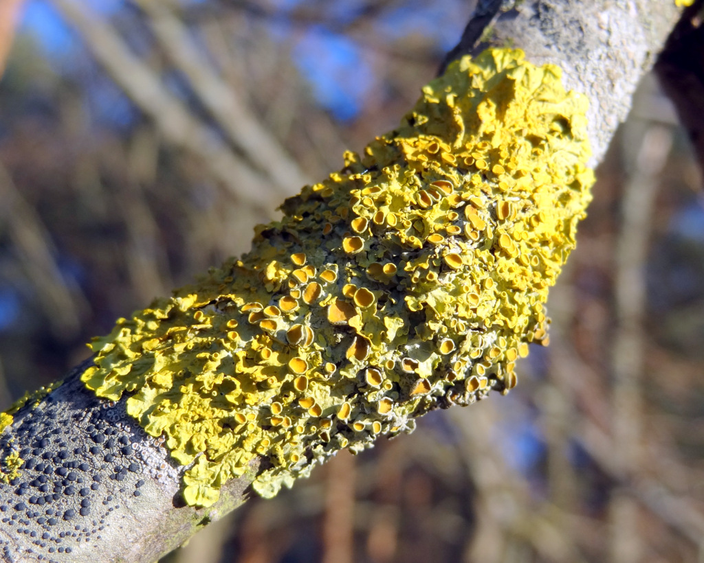 Изображение особи Xanthoria parietina.