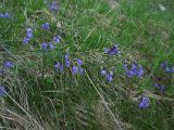 Soldanella hungarica. Цветущие растения на склоне у тающего снежника. Украина, Закарпатская обл., Раховский р-н, хр. Черногора, 1850 м н.у.м. 16 июля 2007 г.