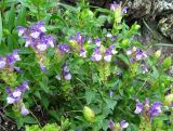 Scutellaria altaica