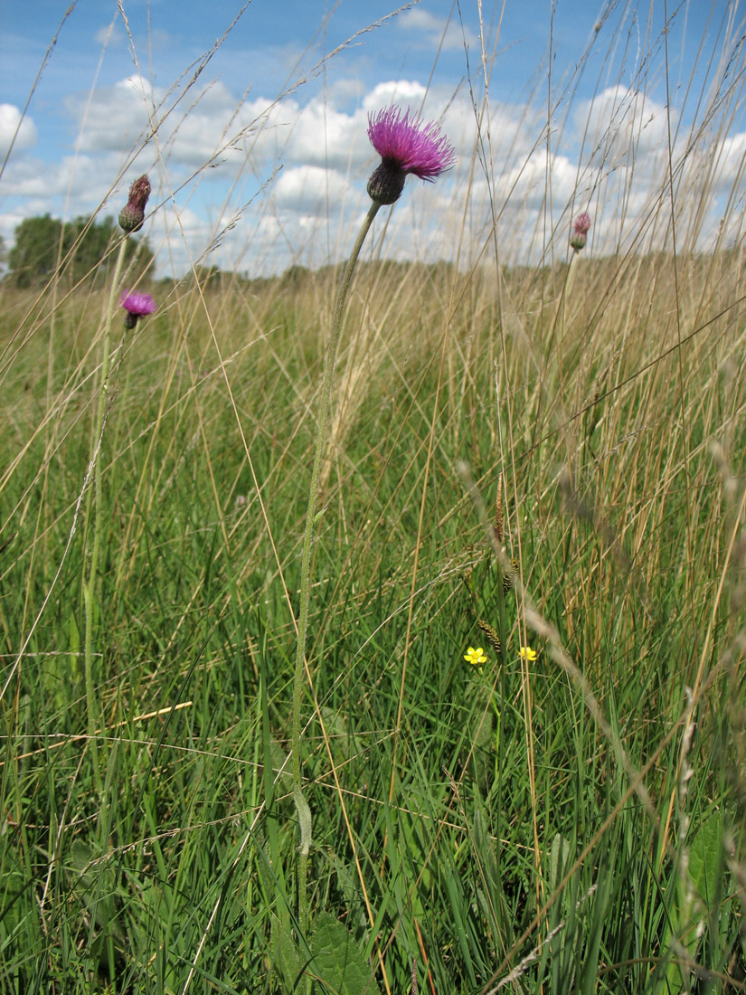 Изображение особи Cirsium dissectum.