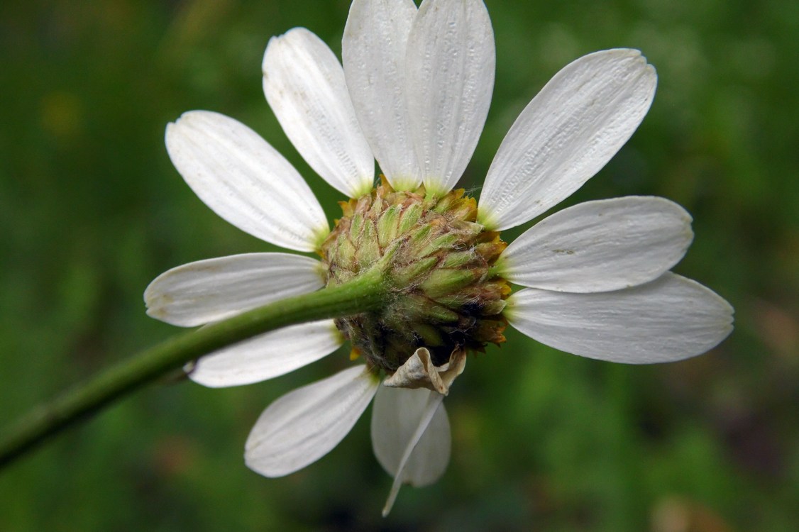 Изображение растения Pyrethrum corymbosum.