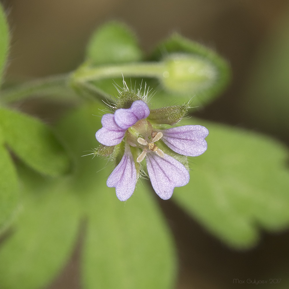 Изображение особи Geranium pusillum.