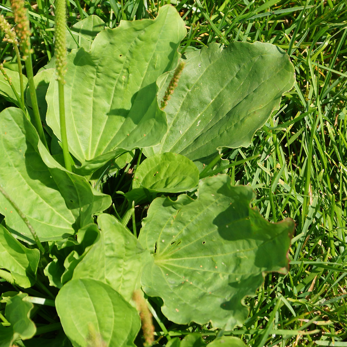 Изображение особи Plantago major.