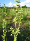 Silene chersonensis