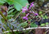 Pedicularis chamissonis