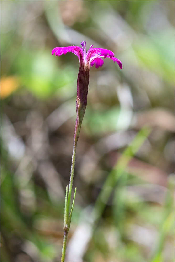 Изображение особи Dianthus deltoides.