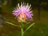 Centaurea deusta. Верхушка цветущего растения. Черногория, г. Цетине, возле монастыря Петра Цетинского, сорное на газоне. Июль 2018 г.