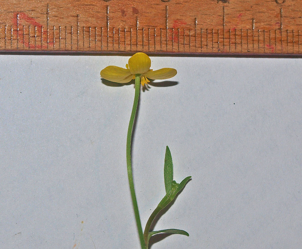 Изображение особи Ranunculus flammula.