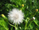 Senecio vulgaris