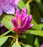 Rhododendron ponticum