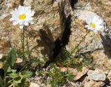 Tripleurospermum caucasicum