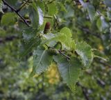 Betula ermanii