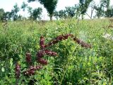 Veratrum ussuriense