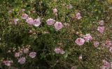 Diascia barberae. Верхушки цветущих побегов ('Flying Colors Appleblossom'). Москва, БС МГУ, цветник. 01.09.2021.