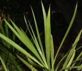 Cordyline stricta