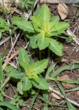 Euphorbia oxyodonta. Цветущие и плодоносящие растения. Израиль, горы Самарии, восточная часть, окр. поселения Машкиот, пологая верхушка скалы. 21.02.2022.