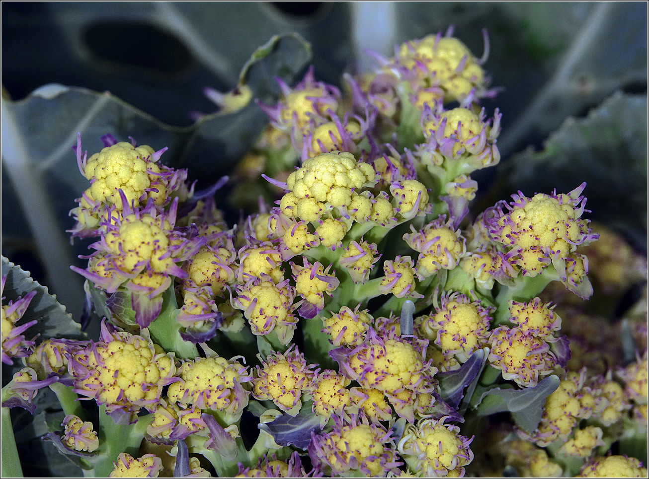 Изображение особи Brassica oleracea var. botrytis.