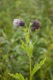 Cirsium kamtschaticum. Верхушка цветущего растения. Камчатский край, Елизовский р-н, природный парк \"Вулканы Камчатки\", кордон Центральный, ур. Медвежья тундра, луг на берегу реки Горячая. 21.08.2022.