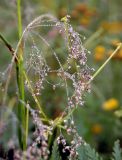 genus Agrostis