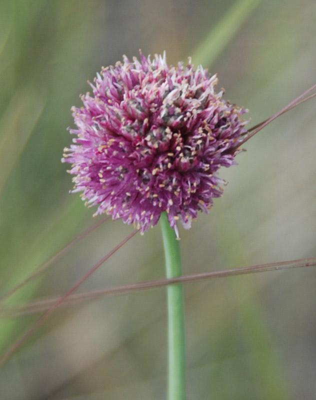 Изображение особи Allium amphibolum.