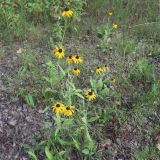 Rudbeckia bicolor