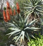 genus Aloe