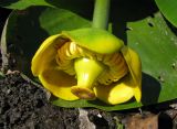 Nuphar lutea. Цветок. Владимирская обл., Гусь-Хрустальный р-н, Национальный парк Мещера, р. Поль. 12.08.2009.