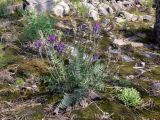 Oxytropis ivdelensis. Растение с цветками и завязавшимися плодами на замшелой известняковой россыпи. Свердловская обл., окр. г. Североуральск, правый берег канал Дублёр в районе известнякового карьера. 24.06.2011.