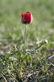 Anemone bucharica. Зацветающее растение. Таджикистан, склоны гор Рангон, высота ~1000 м. н.у.м. 13.04.2011.