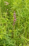 Anacamptis laxiflora subspecies elegans. Цветущее растение. Украина, Донецкая обл., Краснолиманский р-н, окр. пгт Ямполь. 24.05.2012.