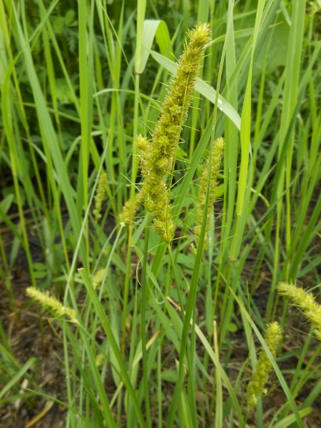 Изображение особи Carex leiorhyncha.