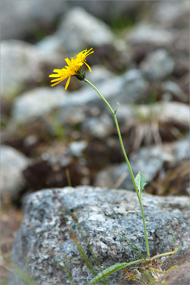 Изображение особи род Hieracium.