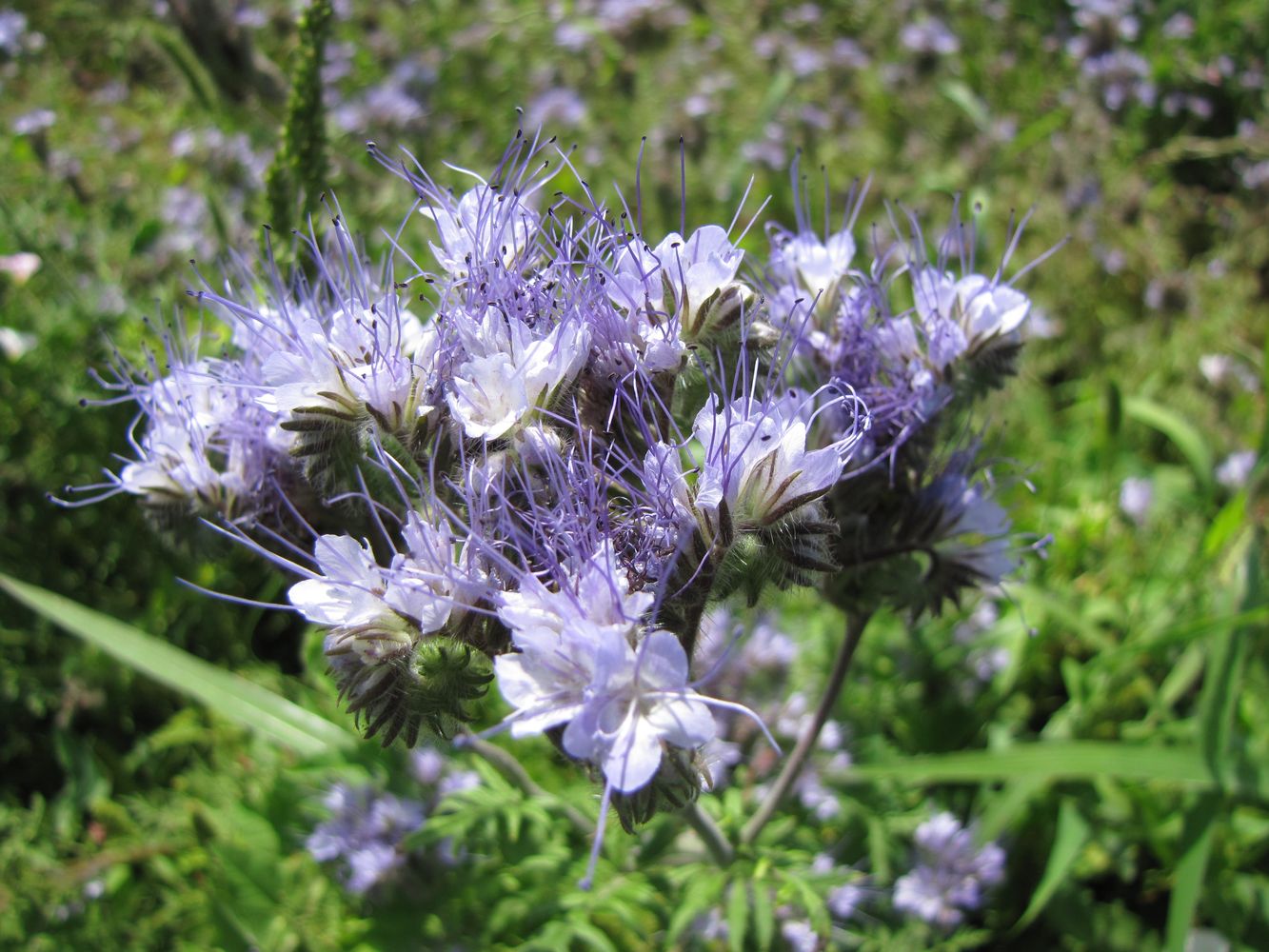 Изображение особи Phacelia tanacetifolia.