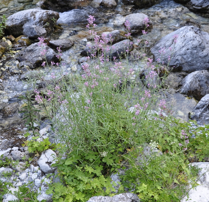 Изображение особи Centranthus longiflorus.